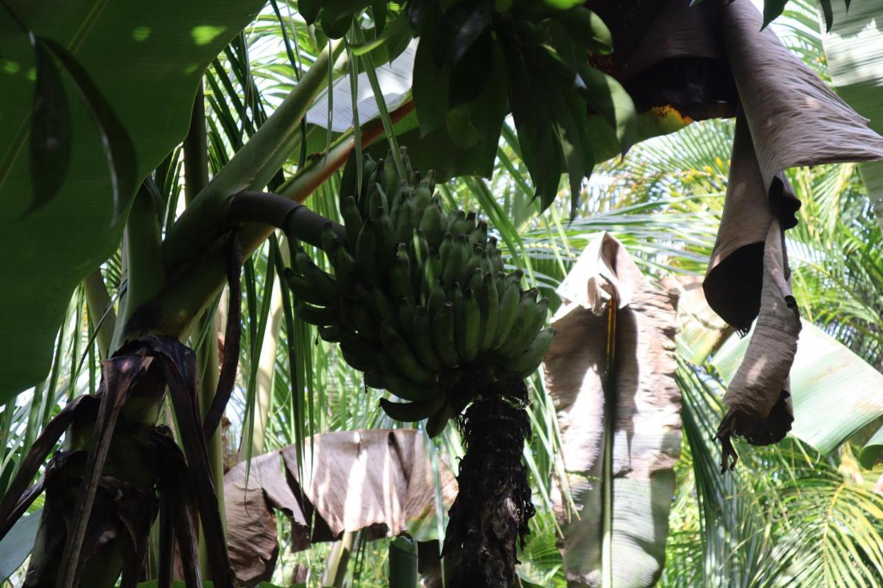 Paradise Eco Village Pahoa Bagian luar foto