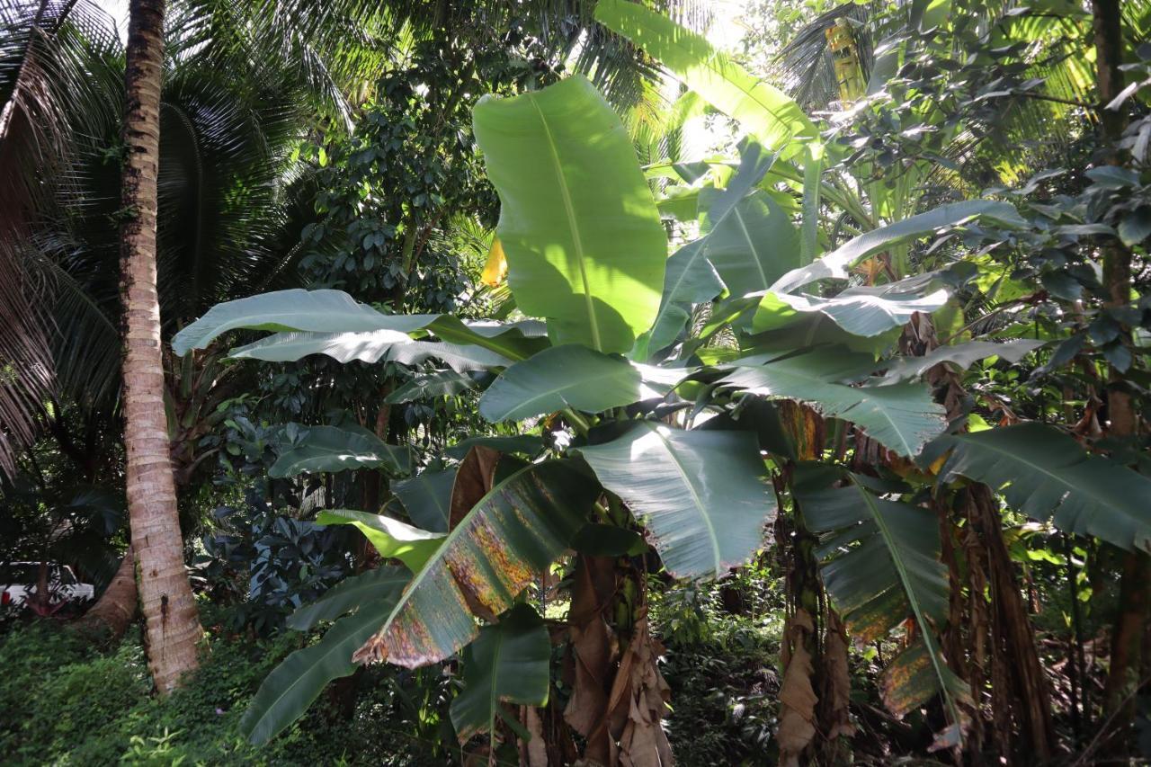 Paradise Eco Village Pahoa Bagian luar foto