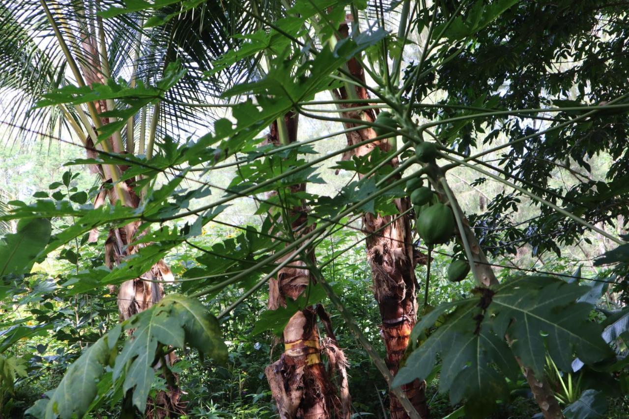Paradise Eco Village Pahoa Bagian luar foto