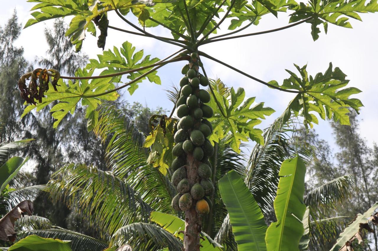 Paradise Eco Village Pahoa Bagian luar foto